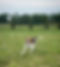 Happy Running_edited.jpg