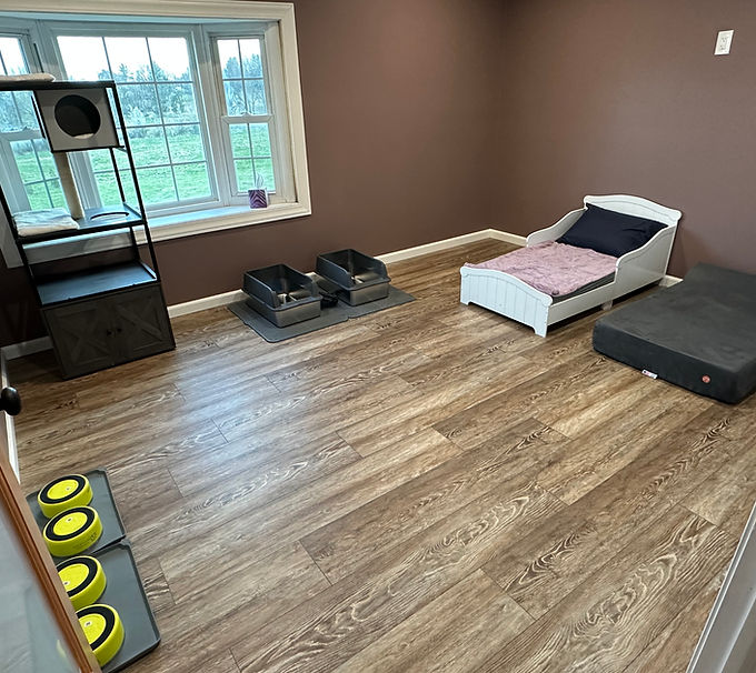 Cat Room w Stand.jpeg