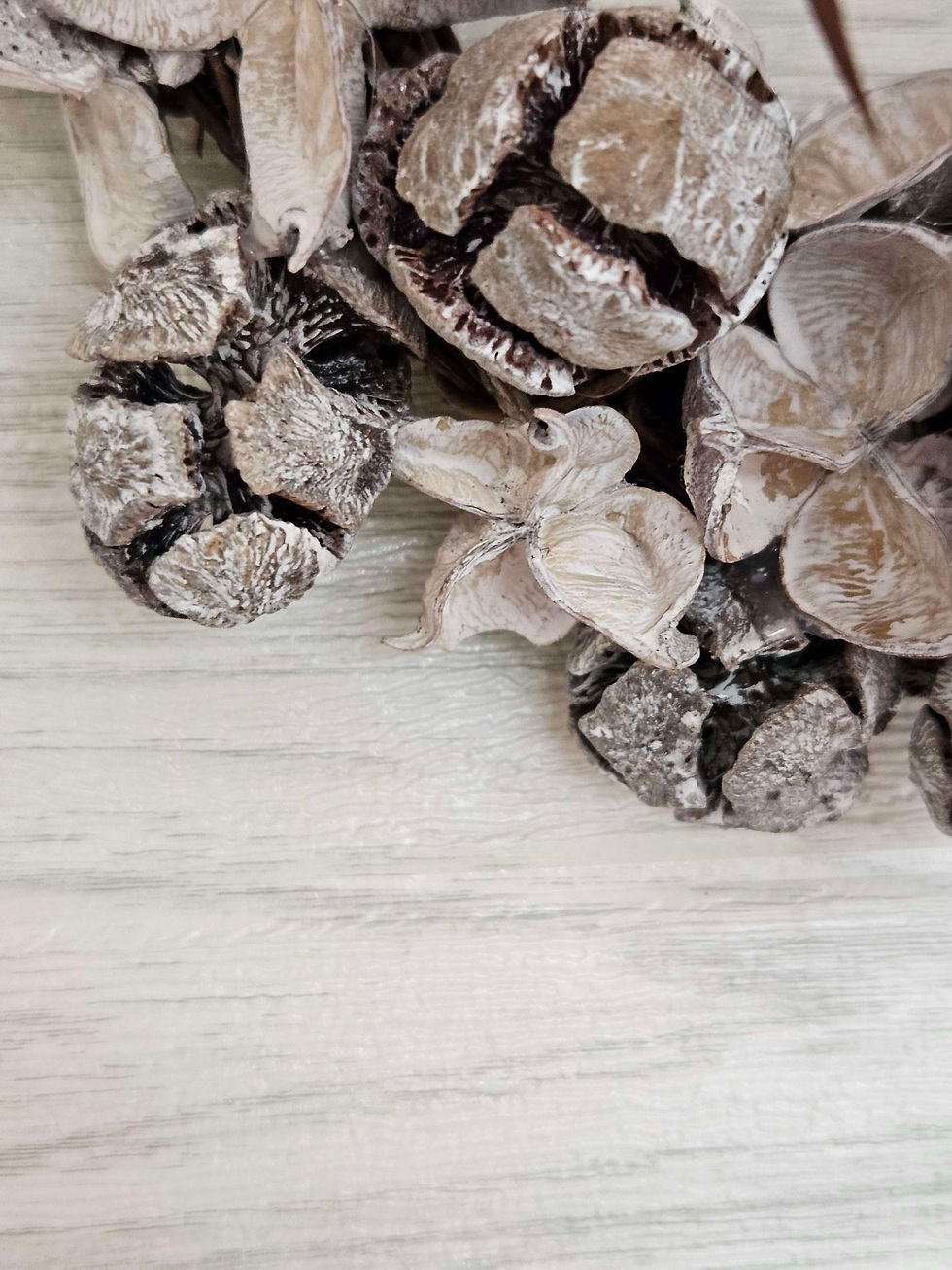 Thumbnail: Cocopods and cotton pods