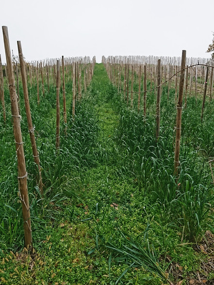 VIGNE LA MOTTE ENGRAIS VERT MARSANNE ROUSSANNE
