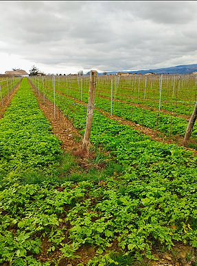 Plantiers / engrais verts