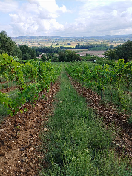 VIN DE FRANCE SYRAH MOURVEDRE GRENACHE LE CHATEAU TERRE PLANTATION
