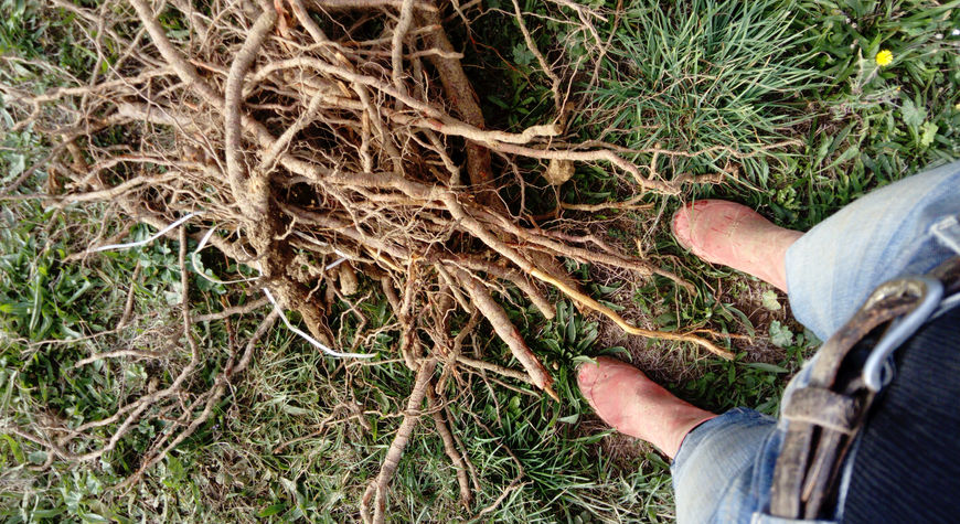 parcelle racines sol vigne plantation ENLEVER