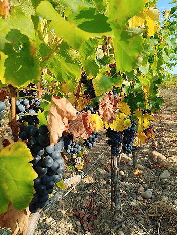 Syrah / vendanges
