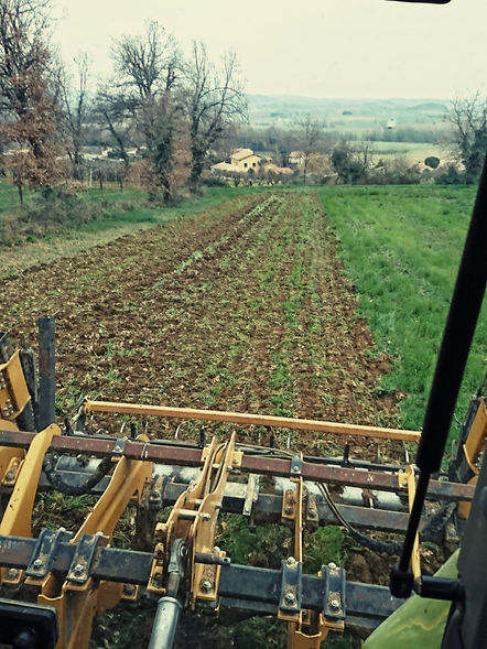 SOL VIGNE PLANTATION LE CHATEAU