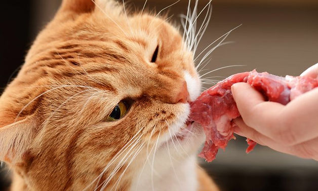 BARF-diet-NF-e1571398446706.jpeg