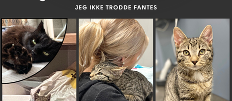 Den mystiske kattungen som plastret hjertet mitt