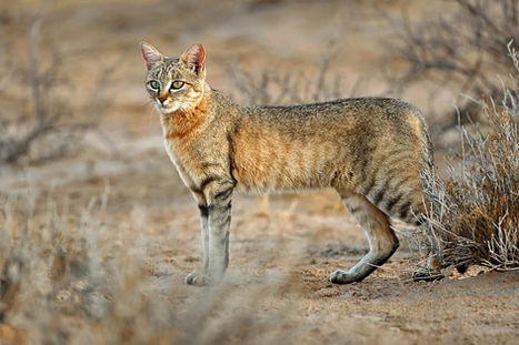 Kattens potefar, villkatten