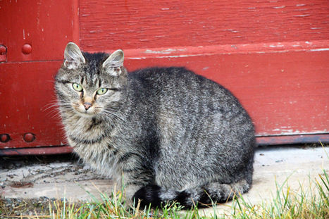 De brysomme og verdiløse "villkattene"