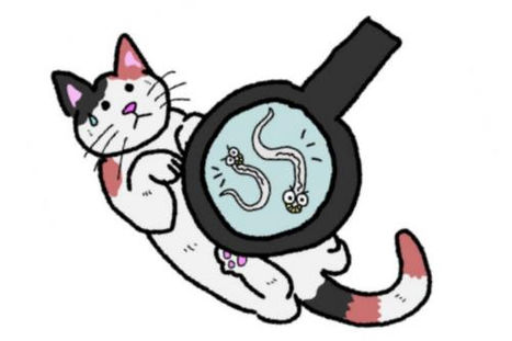 Innvollsorm hos katt