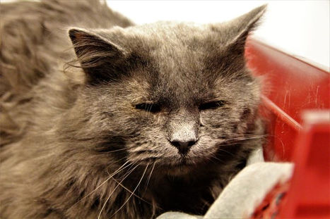 Hvordan vurdere kattens helse/tilstand