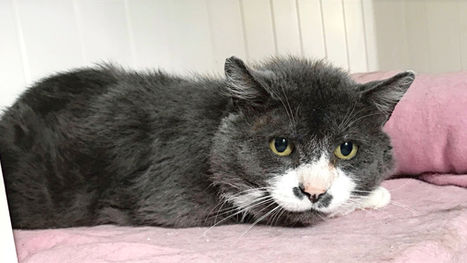 Hvordan sette katter i et helt nytt hjem/miljø