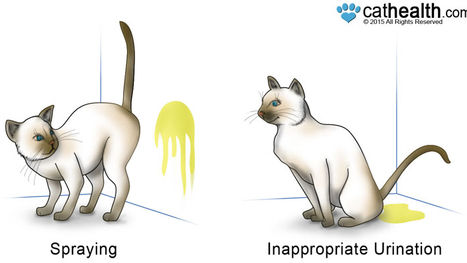 Når katten ikke tisser i kassen