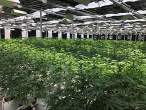 ทำไมผลผลิตที่ได้จาก indoor จึงน้อยกว่า outdoor และ greenhouse