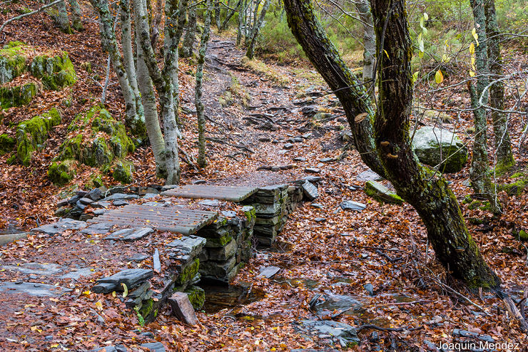 PARQUE NATURAL "HAYEDO DE LA TEJERA NEGRA"