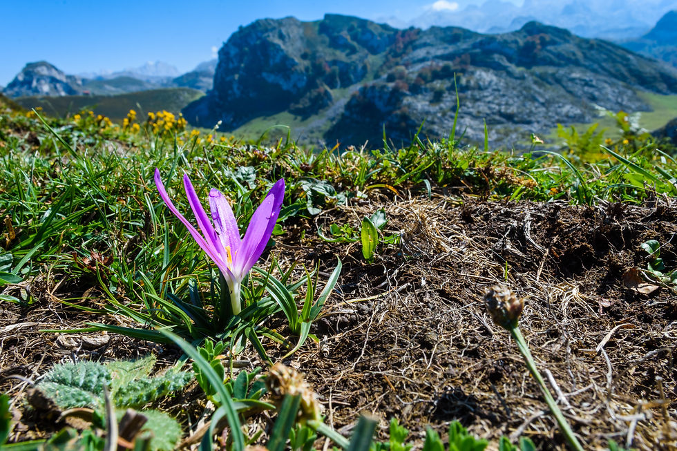 Flor en el lago Enol