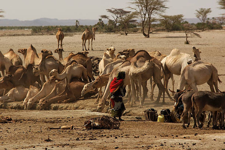 gabbra-people-watering-camels-and-goats-north-horr-2370660094.jpg
