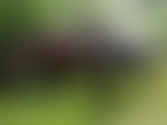 Bring back the horses: Public lands bear the ecological brunt of livestock grazing