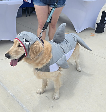 shark dog5.jpg