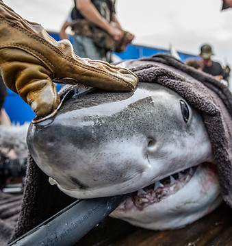 03252021_OCEARCH_Carolinas2021_ChrisRossFreya03252021_OCEARCH_Carolinas2021_ChrisRoss_61A1