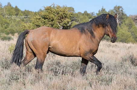Rare Wild Horses in N. California Confirmed To Have Spanish-Iberian Bloodlines