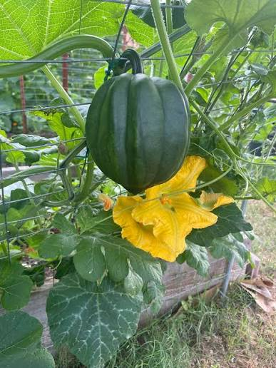 Plant Profile: Acorn Squash