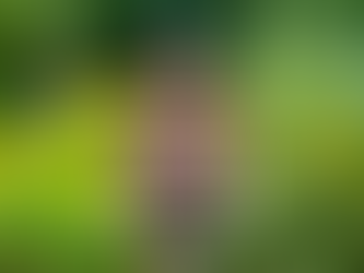 The Truth About Insect Hotels