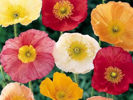 Poppies in the Garden: How to Tell Them Apart, and What Canadian Gardeners Should Know About Breadseed Poppy