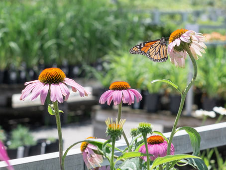The Gardens We Grow: How Our Choices Shape the Ecosystem