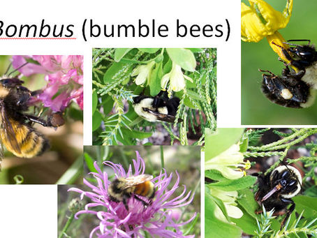 The Hidden Gardeners: Essential Insects and Native Pollinators of Ontario