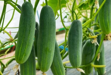Plant Profile: Straight Eight Cucumber