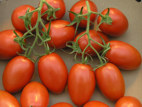 40+ High Producing Tomatoes for Canadian Gardens