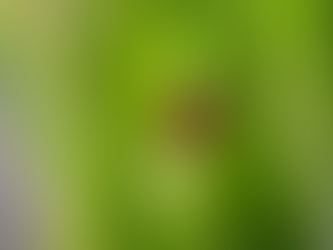 How to Reduce Ticks in Your Yard