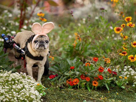 Plants to Be Mindful Of: Protecting Wildlife and Pets in the Garden