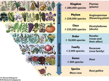 The Language of Plants: Understanding Botanic Terminology