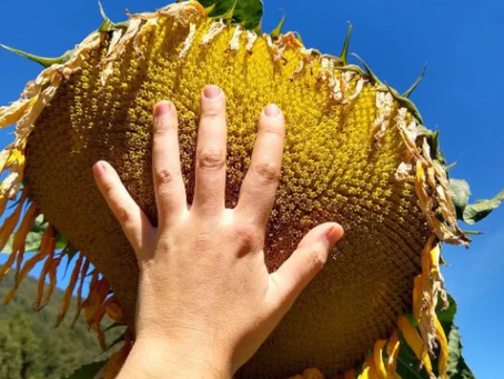 The Best High Producing Sunflowers for Seeds, Oil, Continuous Bloom, and Ornamental Value