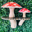 Thumbnail: Mushroom shelf