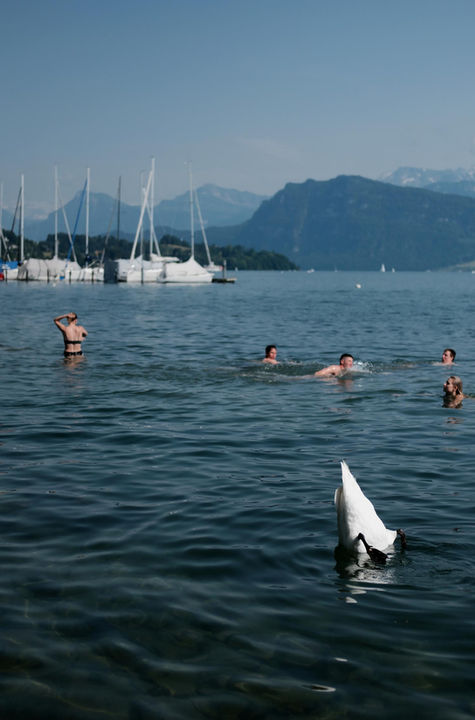 Playful white swan feeding on Lake Lucerne, framed by the majestic Swiss Alps under clear skies.