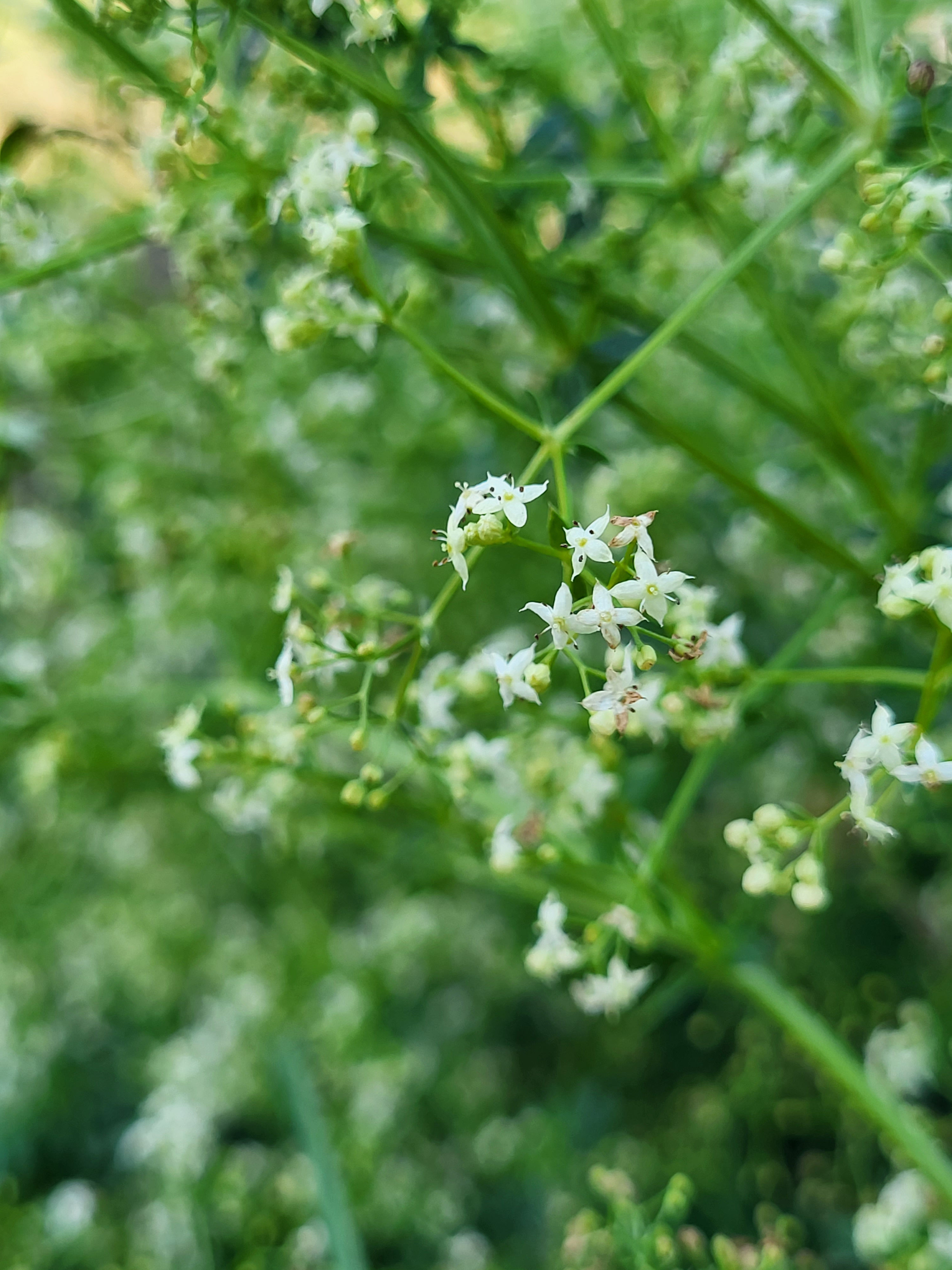 Bedstraw
