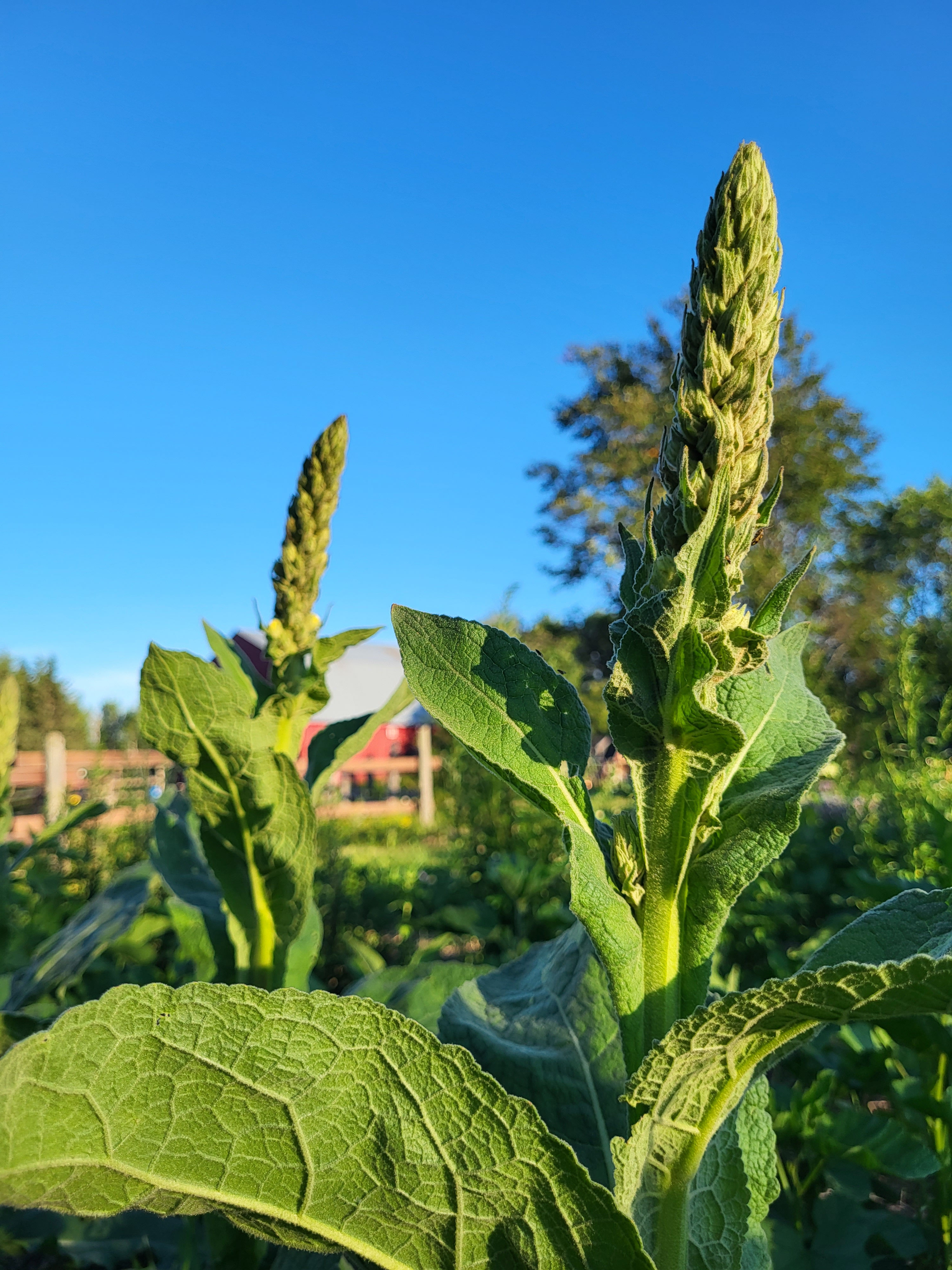 Mullein Seeds