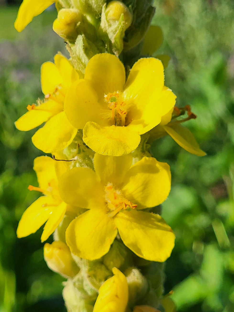 Thumbnail: Deep Repair - Facial Serum with Wild Rosehips
