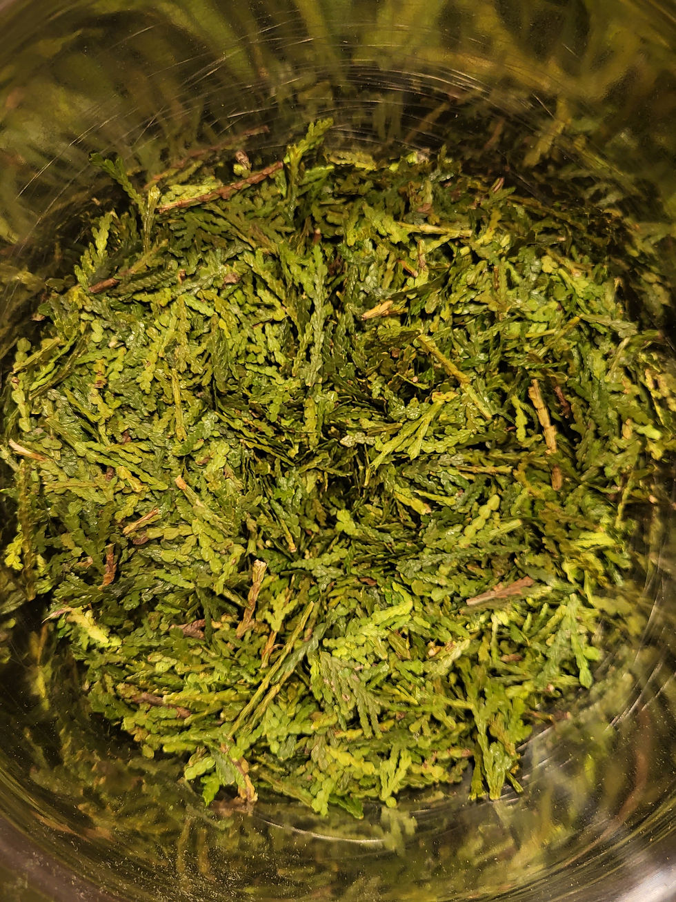 Thumbnail: Comfrey Leaf & Evergreen