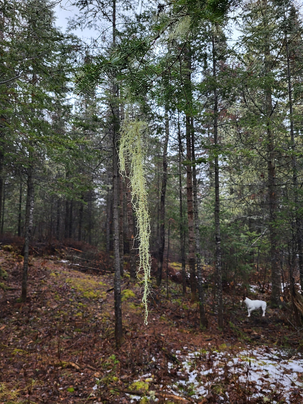 Thumbnail: Usnea - Dried Herb (Lichen)