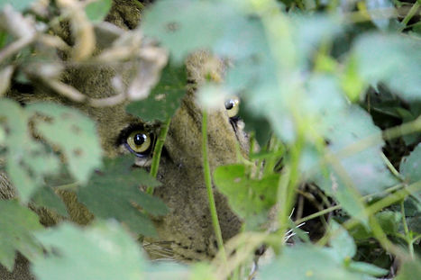 Leão descansa sob arbusto em South Luangwa, Zâmbia