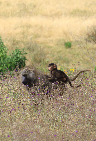 Jovem babuíno pega carona nas costas de sua mãe na Cratera Ngorongoro, Tanzânia.