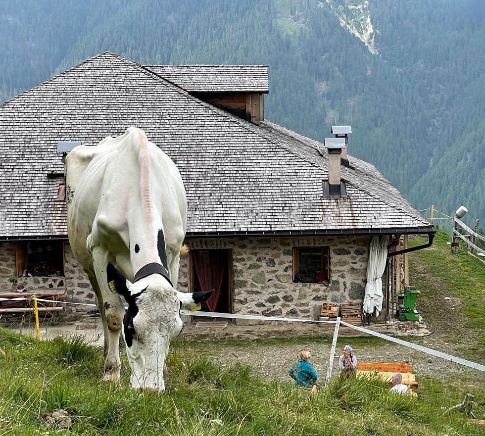 Malga Polinar, la gestione 2025 non produce formaggio (Foto di Antonio Maini)