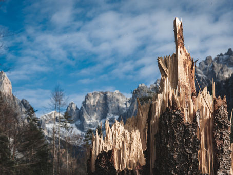 Slowzine n. 14 - Vaia e l'appello per un green deal delle foreste dolomitiche