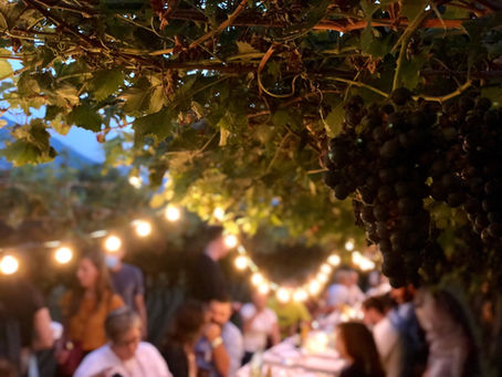 Cena in vigna tra i filari di marzemino