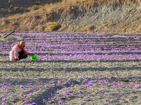 Iniziata la raccolta dello zafferano