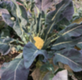 Presidio-slow-food-Broccolo.jpeg